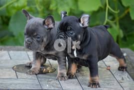 Whatsapp Me (+972 55507 4990) French Bulldog Puppies 0