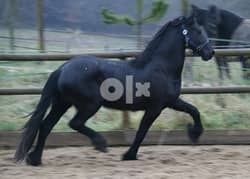 Whatsapp Me +966583921348 Friesian Horse