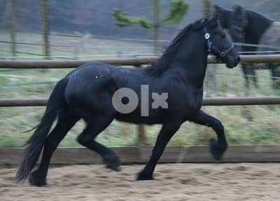 Whatsapp Me +966583921348 Friesian Horse 0