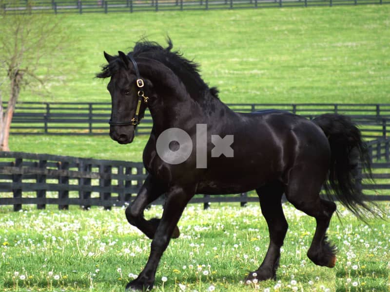 Whatsapp Me +966583921348 Friesian Horse 1