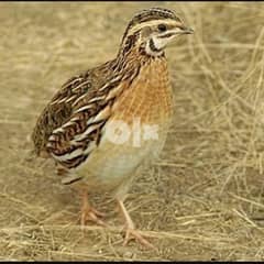 سمان جاهز quail birds