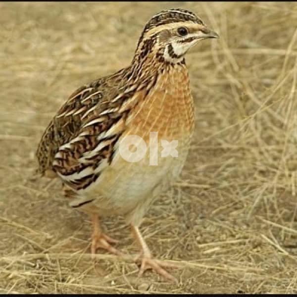 سمان جاهز quail birds 0
