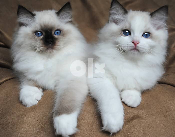 Whatsapp Me +966588993320 Ragdoll kittens 0