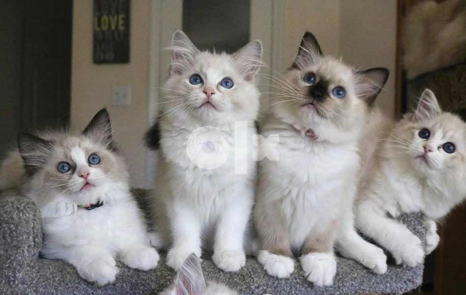 Whatsapp Me +966588993320 Ragdoll kittens 1