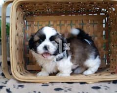 Shih Tzu Puppies Whatsapp Me +966588993320 0