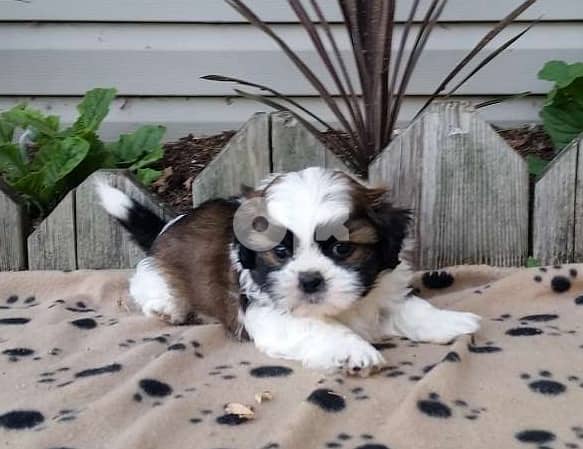 Shih Tzu Puppies Whatsapp Me +966588993320 1