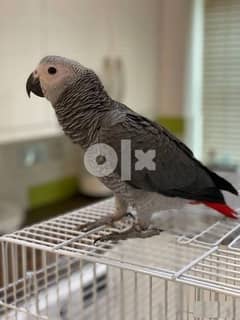 Whatsapp Me (+966 58899 3320) African Grey Parrots 0
