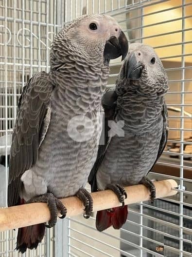 Whatsapp Me (+966 58899 3320) African Grey Parrots 1