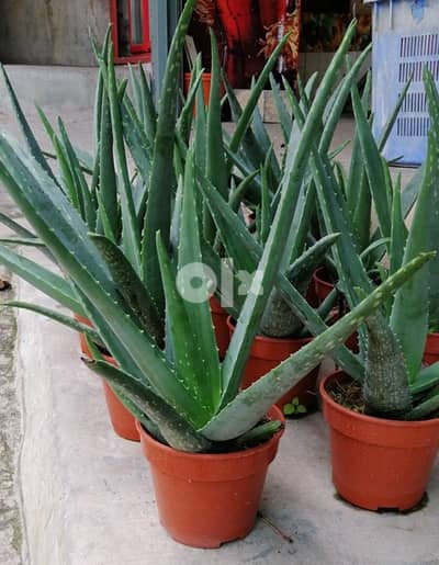 Aloe