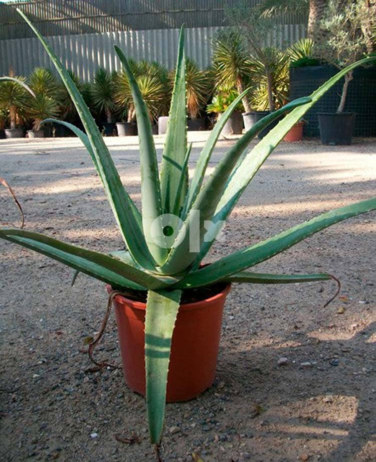 Aloe Vera plant for sale 1