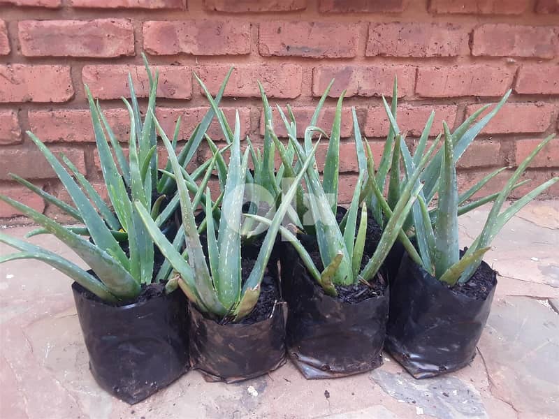 Aloe Vera plant for sale 2