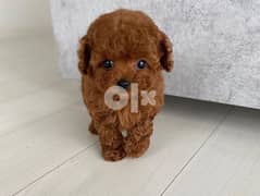 Toilet Trained Cute Toy Poodle Puppies 0