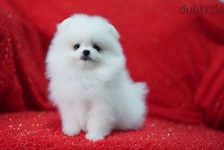 Adorable Pomeranian puppy for sale