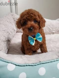 Male Poodle puppies for sale 0