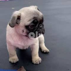 Pug Puppy for sale