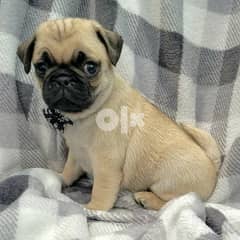 Males and females Pug puppies for sale