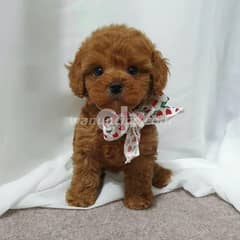 Toy poodle puppies for sale 0