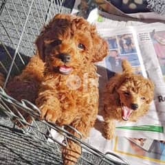 Poodle puppies here for Sale