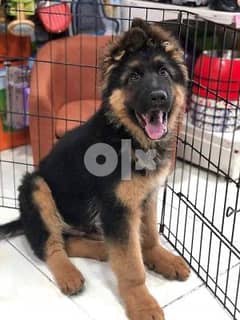 . German Shepherd Puppies for sale 0