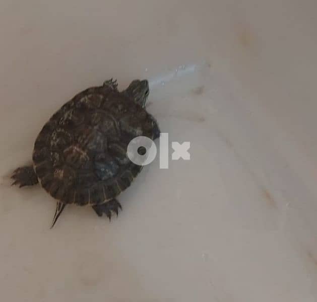turtle 0