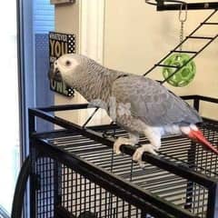 Whatsapp Me (+966 58899 3320) African Grey Parrots