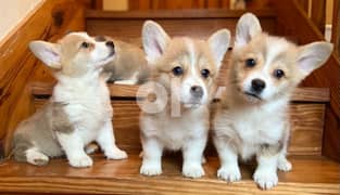 Whatsapp Me (+966 58899 3320) Pembroke Welsh Corgi Puppies
