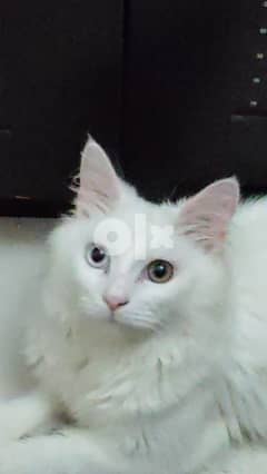 Cat for sale with carrying cage. Turkish Angora