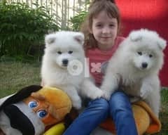 Whatsapp Me (+972 55507 4990) Samoyed Puppies
