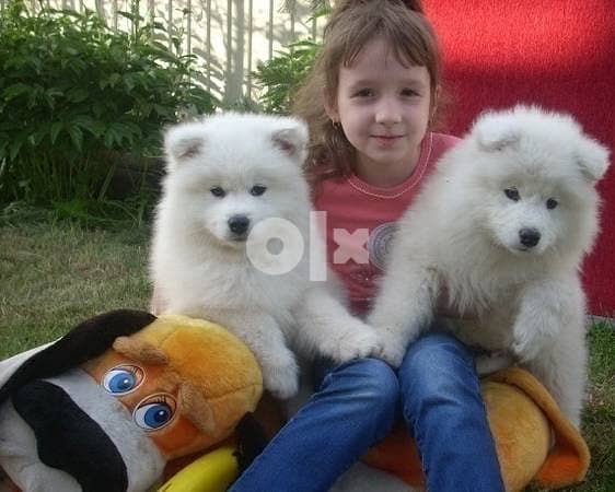 Whatsapp Me (+972 55507 4990) Two Cute Samoyed Puppies 1