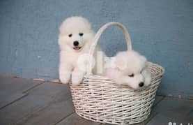 Whatsapp Me (+972 55507 4990) Two Cute Samoyed Puppies 0