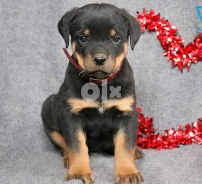 Whatsapp Me +966588993320 Rottweiler Puppies