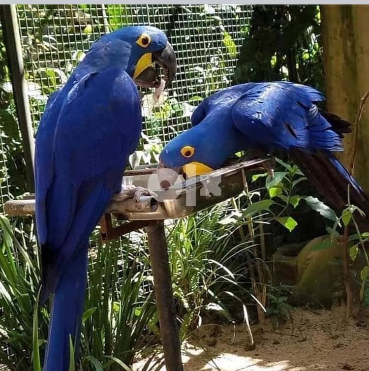Whatsapp Me (+966 58392 1348) Hyacinth Macaws 1