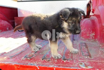 Whatsapp Me +972555074990 German Shepherd Puppies