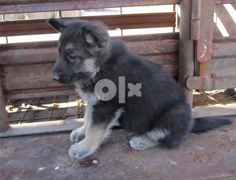 Whatsapp Me +972555074990 German Shepherd Puppies 1