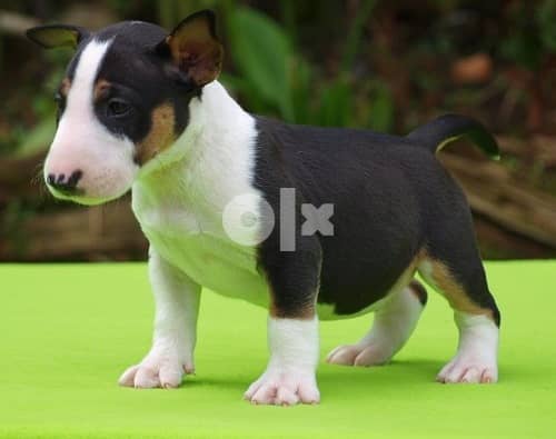 Whatsapp Me +966583921348 Bull Terrier 1