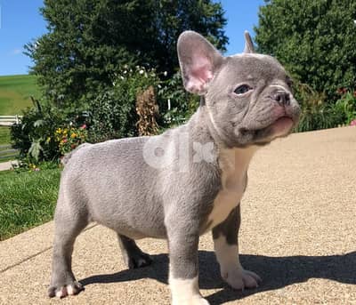 Whatsapp Me +972555074990  French Bulldog Puppies