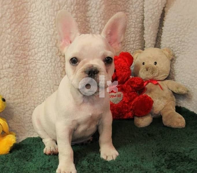 Whatsapp Me +972555074990  French Bulldog Puppies 1