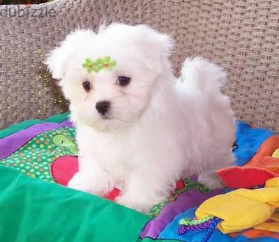 Beautiful Maltese female and male ready