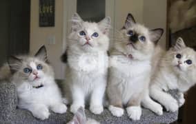 Whatsapp Me (+966 58899 3320) Ragdoll kittens 0