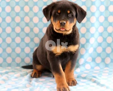 Whatsapp Me (+966 58899 3320) Rottweiller Puppies