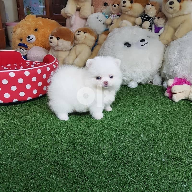 Whatsapp Me (+972 55507 4990) Pomeranian Puppies 1