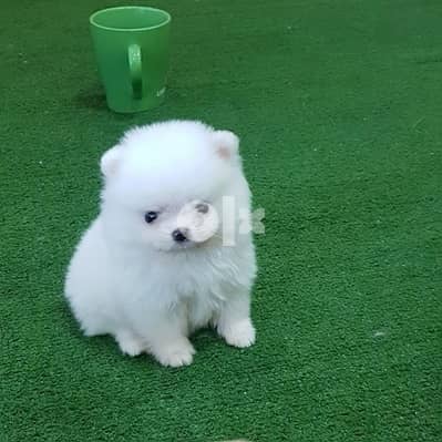 Whatsapp Me (+972 55507 4990) Pomeranian Puppies 0