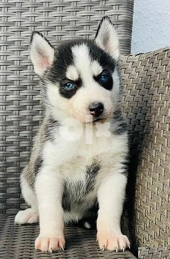 Whatsapp Me (+966 58899 3320) Siberian Husky Puppies 1