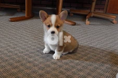 Whatsapp Me +966583921348 Welsh Corgi Puppies