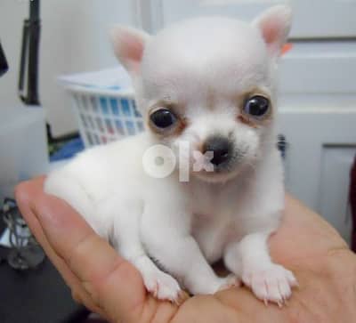 Whatsapp Me +966588993320  Lovely Chihuahua Puppies