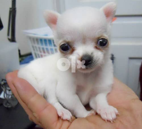 Whatsapp Me +966588993320  Lovely Chihuahua Puppies 0