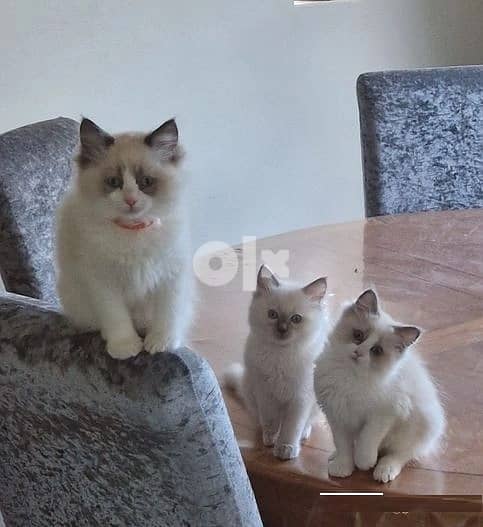 Whatsapp Me +966588993320 Adorable Ragdoll Kittens 1