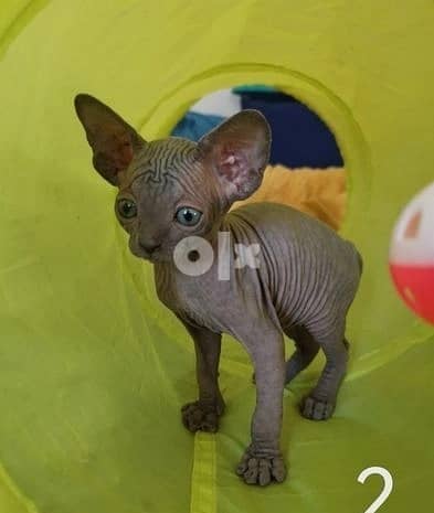 Whatsapp Me +972555074990 Sphynx Kittens