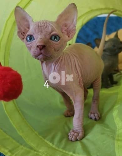 Whatsapp Me +972555074990 Sphynx Kittens 1