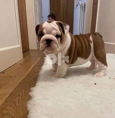 Whatsapp Me +966583921348 English Bulldog Puppies